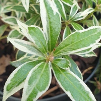 Pieris japonica 'Little Heath Variegata'